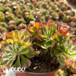 [RTS]Aeonium Lichi Blossom Cristata - Image 2