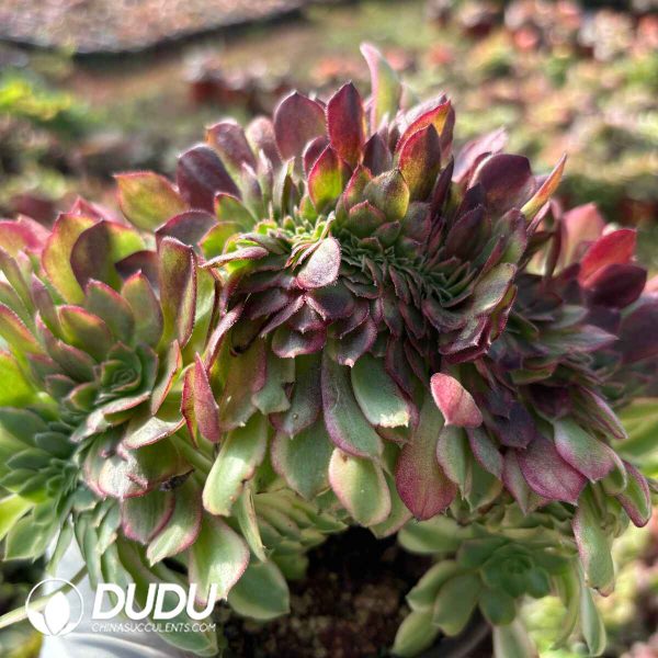 [RTS]Aeonium Rain Lotus Cristata - Image 2