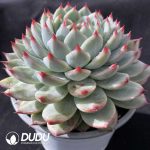 Echeveria Peach Blossom Fairy - Image 2