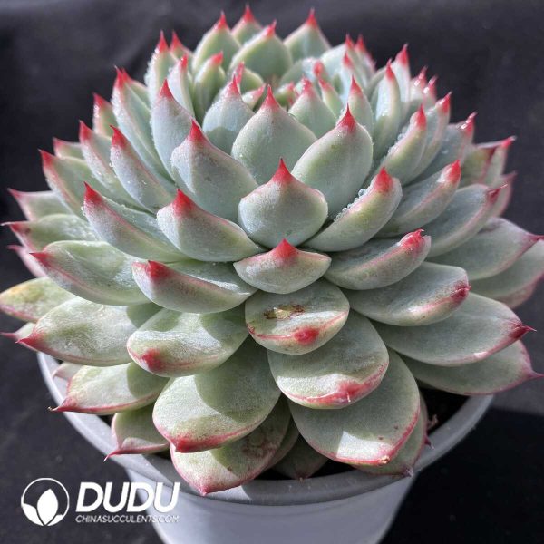 Echeveria Peach Blossom Fairy - Image 2