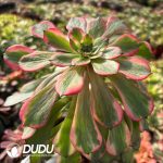 [RTS]Aeonium Firework - Image 2