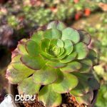 [RTS]Aeonium Rain Lotus - Image 2