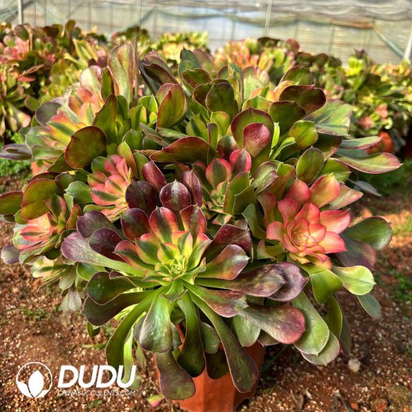 [RTS]Aeonium Athena Clustering - Image 2