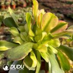 [RTS]Aeonium Athena - Image 2