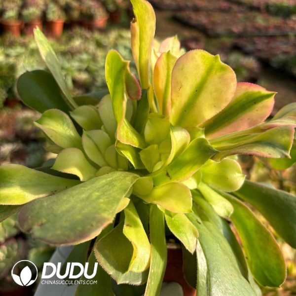 [RTS]Aeonium Athena - Image 2