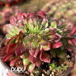 [RTS]Aeonium Aquaman Cristata - Image 2