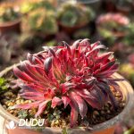 Aeonium Vermilion Bird - Image 2