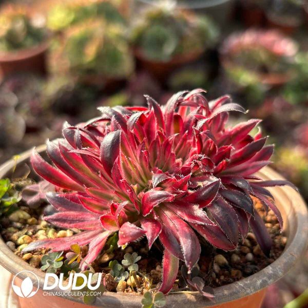 Aeonium Vermilion Bird - Image 2