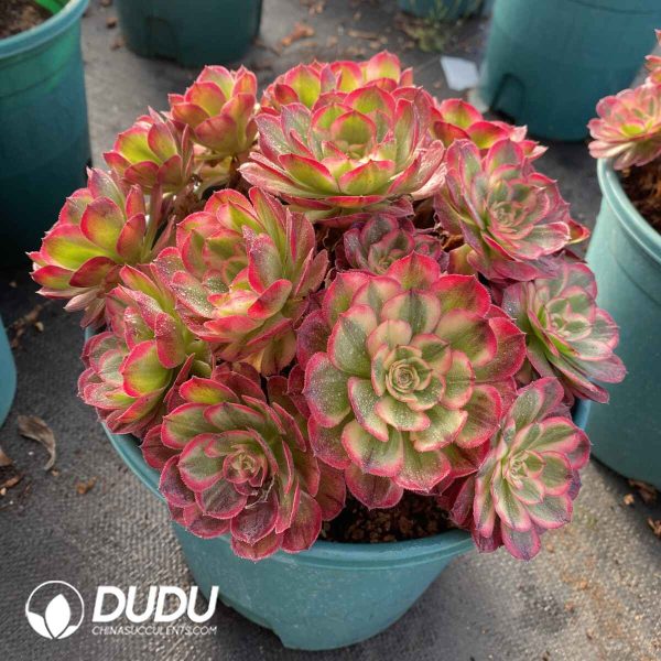 [RTS]Aeonium Pure Heart Clustering - Image 2