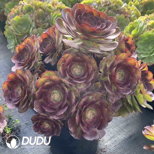 [RTS]Aeonium Red Devil Clustering - Image 2