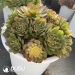 [RTS]Aeonium Sea Fairy Clustering - Image 2