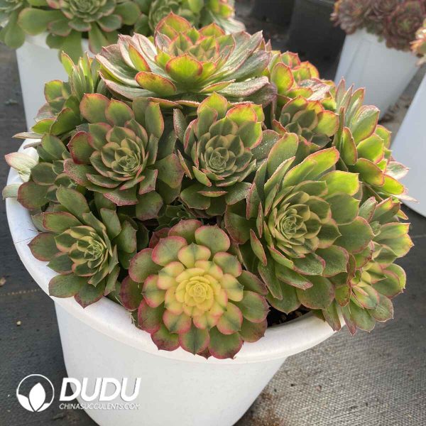 [RTS]Aeonium Sea Fairy Clustering - Image 2