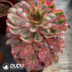 [RTS]Aeonium Alice Variegated Clustering in hand - Image 2