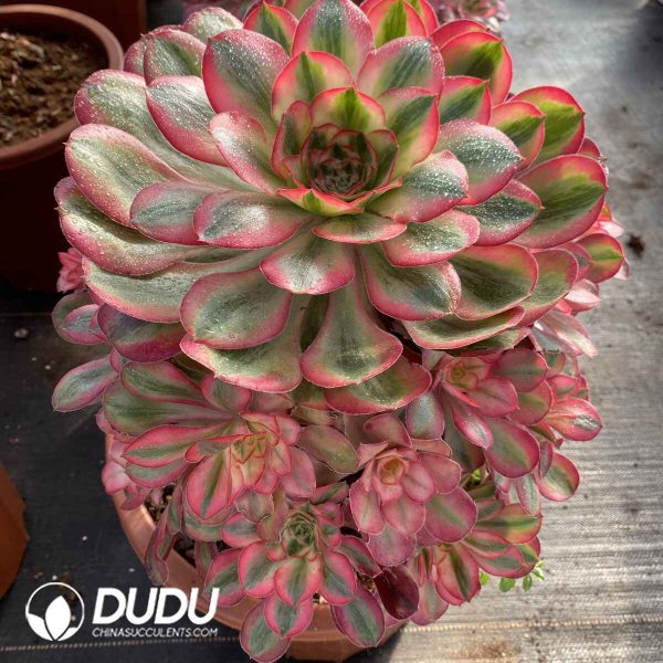 [RTS]Aeonium Alice Variegated Clustering in hand - Image 2