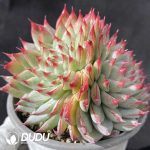 Echeveria Peach Blossom Fairy Clustering - Image 2