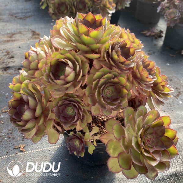 [RTS]Aeonium Peach Blossom Stone Clustering - Image 2