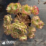 Aeonium Peacock Feather Clustering - Image 2