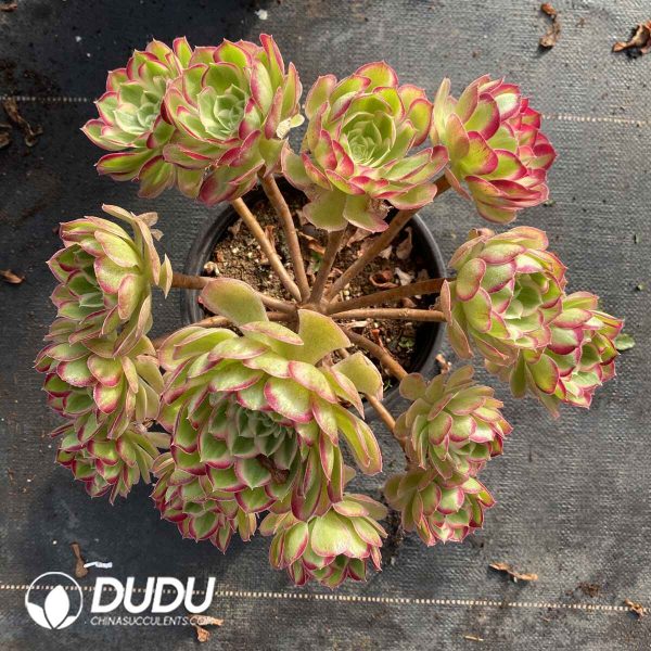 Aeonium Peacock Feather Clustering - Image 2