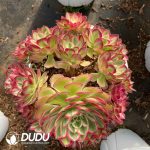 Aeonium Peacock Feather Clustering - Image 2