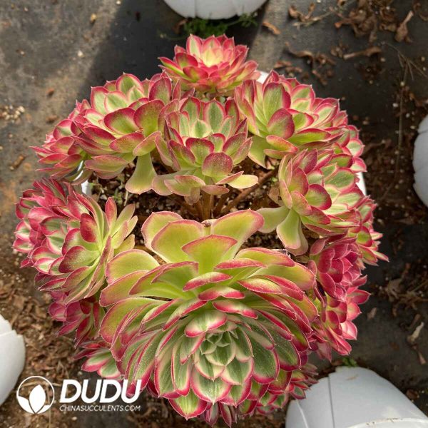 Aeonium Peacock Feather Clustering - Image 2