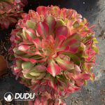 [RTS]Aeonium The Great Fragrant Concubine Clustering - Image 2