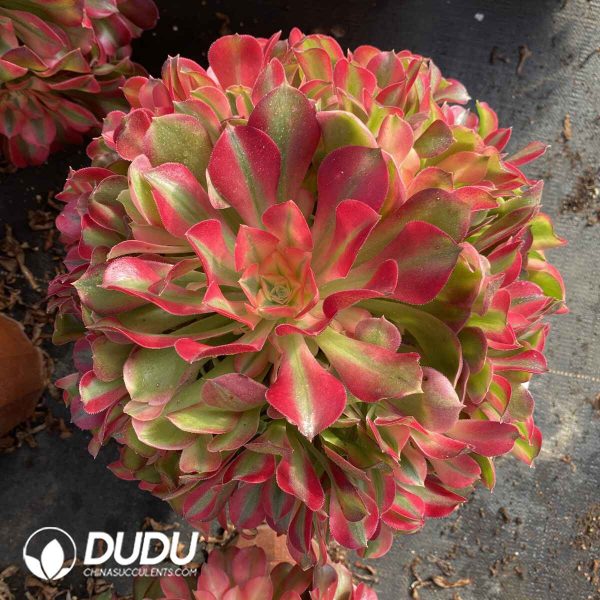 [RTS]Aeonium The Great Fragrant Concubine Clustering - Image 2