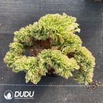 Aeonium Maybach Cristata - Image 2