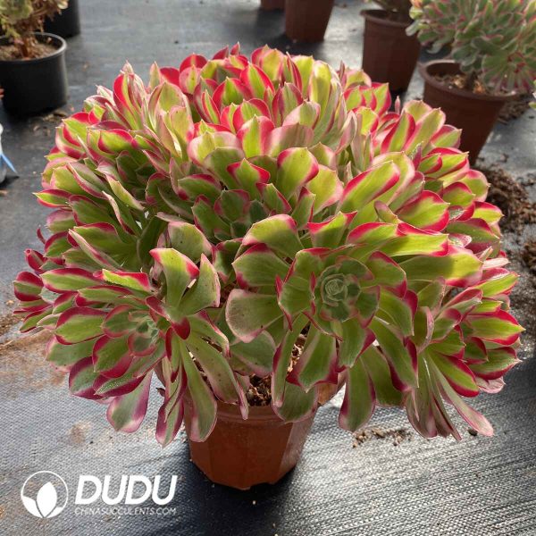 Aeonium Green Apple Clustering - Image 2