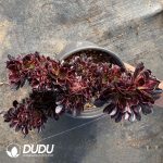 [RTS]Aeonium Super Bang Cristata - Image 2