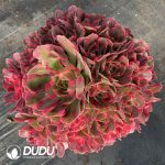 [RTS]Aeonium Pretty in Pink Clustering - Image 2