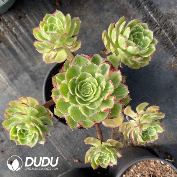 [RTS]Aeonium Aquaman Clustering - Image 2