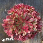 [RTS]Aeonium Inviting the Moon Clustering - Image 2