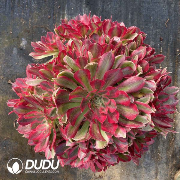 [RTS]Aeonium Inviting the Moon Clustering - Image 2