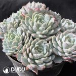 Echeveria Berry Clusteirng - Image 2