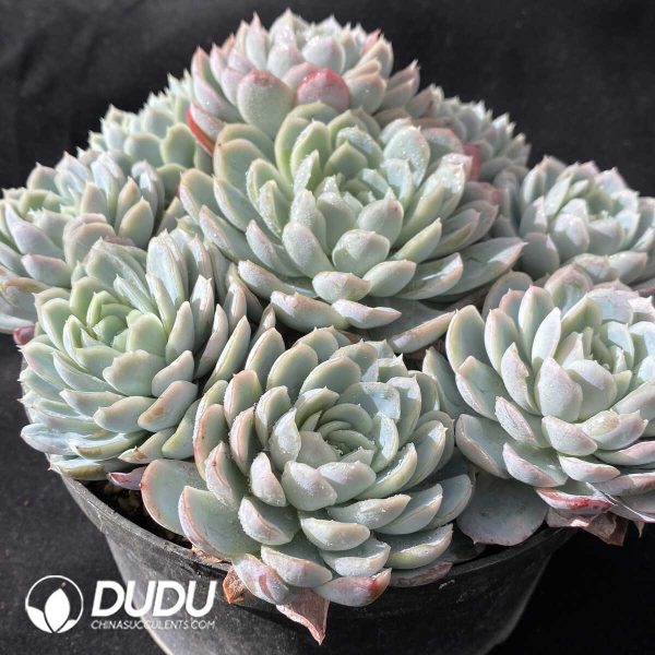 Echeveria Berry Clusteirng - Image 2