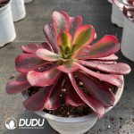 [RTS]Aeonium Caput-Medusae - Image 2