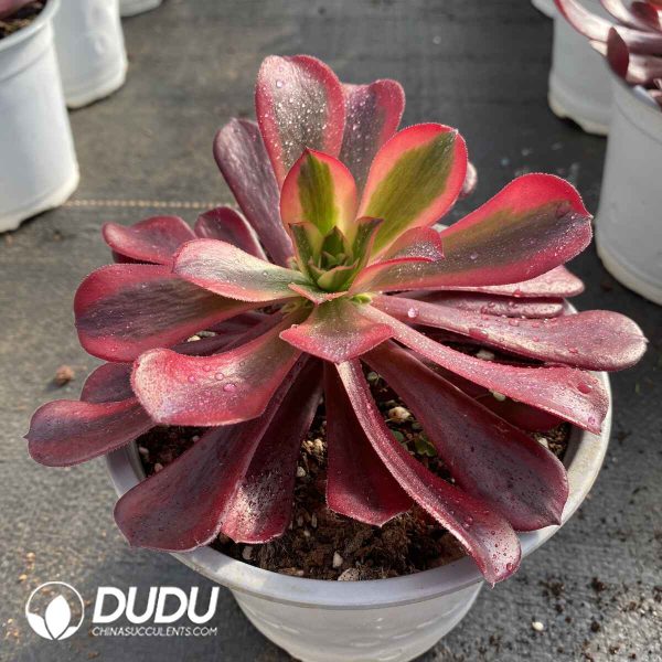 [RTS]Aeonium Caput-Medusae - Image 2