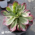 [RTS]Aeonium Kaleidoscope - Image 2