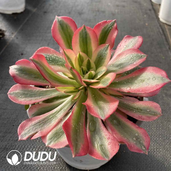 [RTS]Aeonium Pink Witch - Image 2
