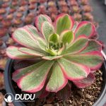 [RTS]Aeonium Yunhe Clustering - Image 2