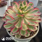 [RTS]Aeonium Peacock Feather - Image 2