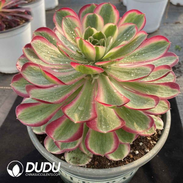 [RTS]Aeonium Peacock Feather - Image 2