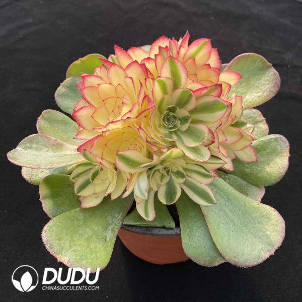[RTS](Grafted)Aeonium Lychee Lollipop Clustering - Image 2