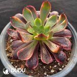 [RTS]Aeonium Super Bang - Image 2
