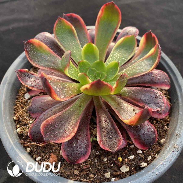 [RTS]Aeonium Super Bang - Image 2