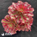[RTS]Aeonium Pink Witch Clustering - Image 2