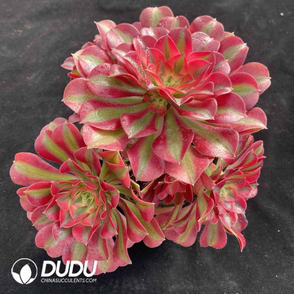 [RTS]Aeonium Pink Witch Clustering - Image 2