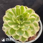 [RTS]Aeonium Elizabeth - Image 2