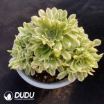 [RTS]Aeonium Maybach Cristata - Image 2