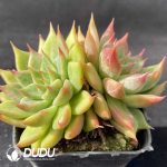 Echeveria Snow Mountain - Image 2